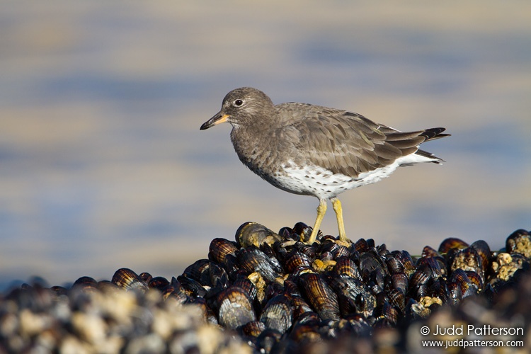 Surfbird, Crystal Cove State Park, California, United States